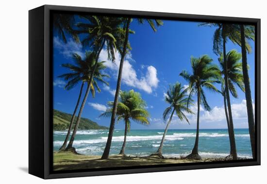 Coconut Palm Palm Trees Along Shoreline-null-Framed Stretched Canvas