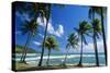 Coconut Palm Palm Trees Along Shoreline-null-Stretched Canvas