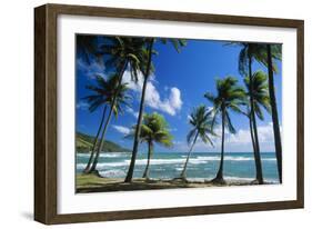 Coconut Palm Palm Trees Along Shoreline-null-Framed Photographic Print