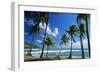Coconut Palm Palm Trees Along Shoreline-null-Framed Photographic Print