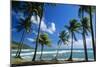 Coconut Palm Palm Trees Along Shoreline-null-Mounted Photographic Print