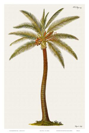 https://imgc.allpostersimages.com/img/posters/coconut-palm-tree-18th-century_u-L-F31THT0.jpg?artPerspective=n