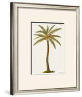 Coconut Palm Tree-Georg Dionysius Ehret-Framed Giclee Print