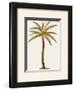 Coconut Palm Tree-Georg Dionysius Ehret-Framed Art Print