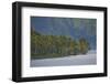 Coconut Palm Trees Lining the Second Largest Lake in Sumatra-Fadil Aziz/Alcibbum Photography-Framed Photographic Print