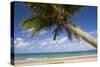 Coconut Palm-null-Stretched Canvas