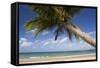 Coconut Palm-null-Framed Stretched Canvas