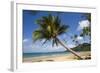 Coconut Palm-null-Framed Photographic Print