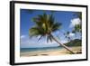 Coconut Palm-null-Framed Photographic Print