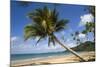 Coconut Palm-null-Mounted Photographic Print