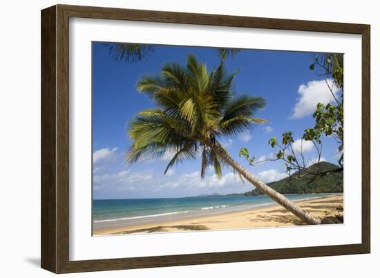 Coconut Palm-null-Framed Photographic Print