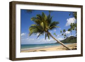 Coconut Palm-null-Framed Photographic Print