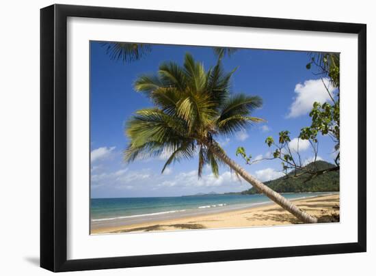 Coconut Palm-null-Framed Photographic Print