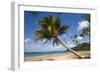 Coconut Palm-null-Framed Photographic Print