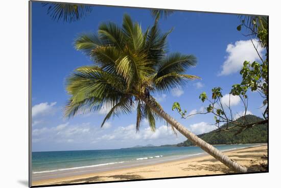 Coconut Palm-null-Mounted Photographic Print