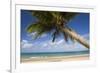 Coconut Palm-null-Framed Photographic Print