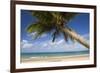 Coconut Palm-null-Framed Photographic Print