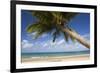 Coconut Palm-null-Framed Photographic Print