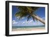 Coconut Palm-null-Framed Photographic Print