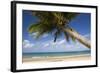 Coconut Palm-null-Framed Photographic Print