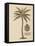 Coconut Palm-Porter Design-Framed Stretched Canvas