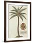 Coconut Palm-Porter Design-Framed Giclee Print