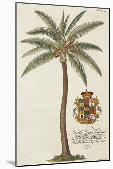 Coconut Palm-Porter Design-Mounted Giclee Print