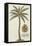 Coconut Palm-Porter Design-Framed Stretched Canvas