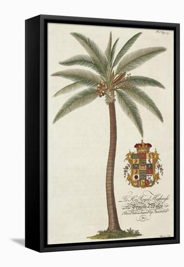 Coconut Palm-Porter Design-Framed Stretched Canvas
