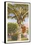 Coconut Palm-null-Framed Stretched Canvas