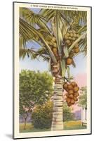 Coconut Palm-null-Mounted Art Print