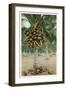 Coconut Palm-null-Framed Art Print