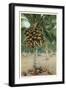 Coconut Palm-null-Framed Art Print