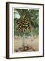 Coconut Palm-null-Framed Art Print