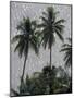Coconut Palms Above Ocean, Bora Bora, French Polynesia-Art Wolfe-Mounted Photographic Print
