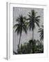 Coconut Palms Above Ocean, Bora Bora, French Polynesia-Art Wolfe-Framed Photographic Print