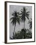 Coconut Palms Above Ocean, Bora Bora, French Polynesia-Art Wolfe-Framed Photographic Print