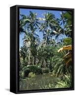 Coconut Palms and Fan Palms, Tropical Botanical Gardens, Hilo, Hawaiian Islands-Tony Waltham-Framed Stretched Canvas