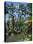 Coconut Palms and Fan Palms, Tropical Botanical Gardens, Hilo, Hawaiian Islands-Tony Waltham-Stretched Canvas