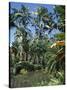 Coconut Palms and Fan Palms, Tropical Botanical Gardens, Hilo, Hawaiian Islands-Tony Waltham-Stretched Canvas