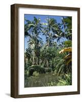 Coconut Palms and Fan Palms, Tropical Botanical Gardens, Hilo, Hawaiian Islands-Tony Waltham-Framed Photographic Print