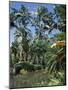Coconut Palms and Fan Palms, Tropical Botanical Gardens, Hilo, Hawaiian Islands-Tony Waltham-Mounted Photographic Print