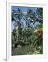 Coconut Palms and Fan Palms, Tropical Botanical Gardens, Hilo, Hawaiian Islands-Tony Waltham-Framed Photographic Print