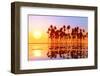 Coconut Palms at Sunset-lekcej-Framed Premium Photographic Print