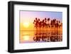 Coconut Palms at Sunset-lekcej-Framed Photographic Print