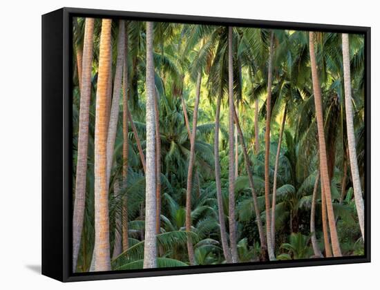 Coconut Palms, Bora Bora, French Polynesia-Art Wolfe-Framed Stretched Canvas