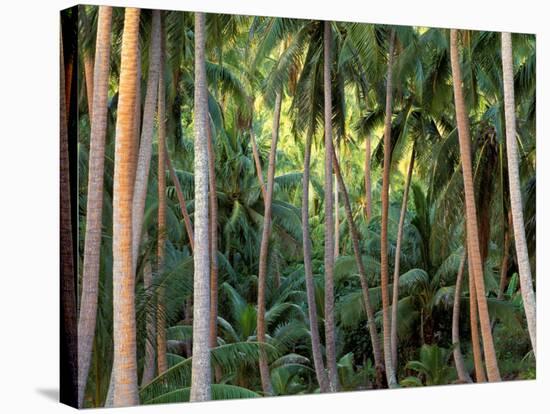 Coconut Palms, Bora Bora, French Polynesia-Art Wolfe-Stretched Canvas