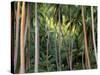 Coconut Palms, Bora Bora, French Polynesia-Art Wolfe-Stretched Canvas