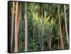 Coconut Palms, Bora Bora, French Polynesia-Art Wolfe-Framed Stretched Canvas