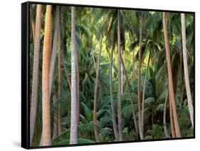 Coconut Palms, Bora Bora, French Polynesia-Art Wolfe-Framed Stretched Canvas